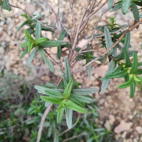 Cistus monspeliensis 葉