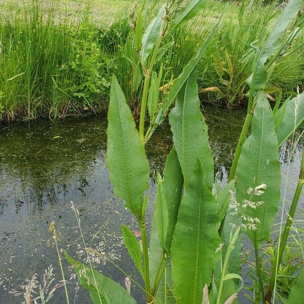 Rumex hydrolapathum অভ্যাস