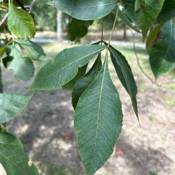 Carya glabra Лист