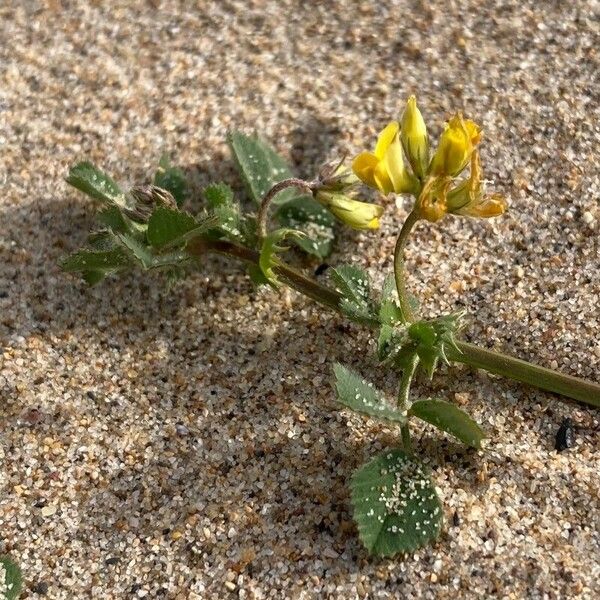 Medicago littoralis Flower