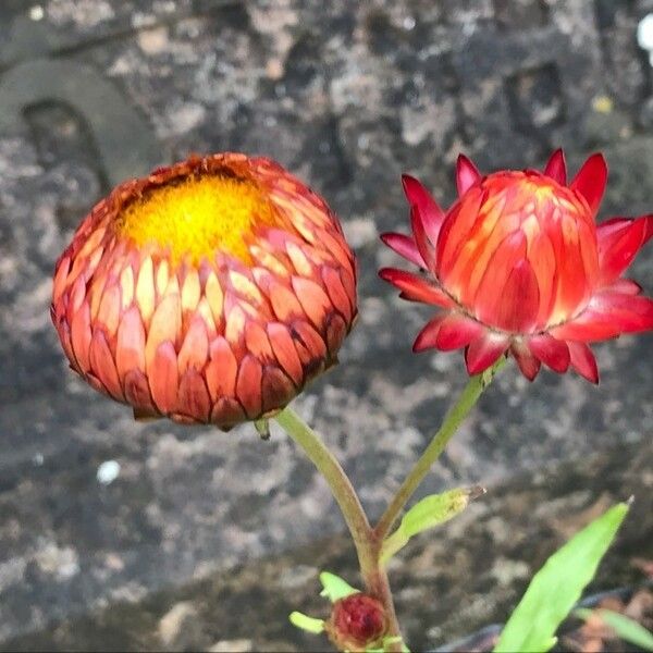 Xerochrysum bracteatum Květ