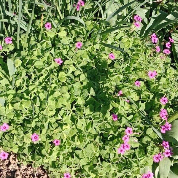 Oxalis articulata Habit