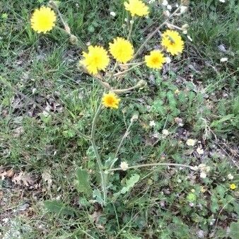 Crepis foetida عادت