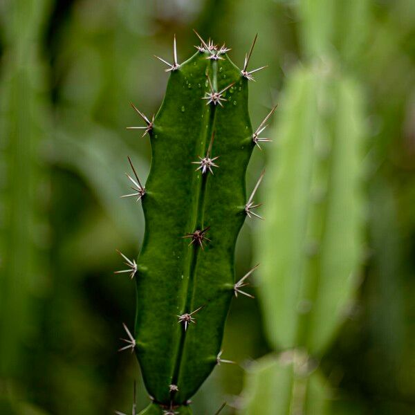 Acanthocereus tetragonus Yaprak