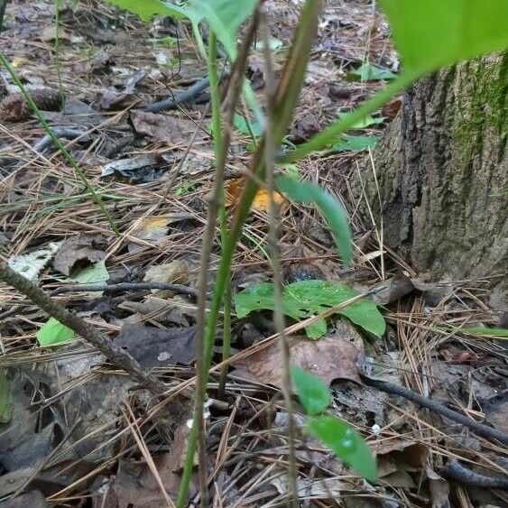 Collinsonia canadensis Habit