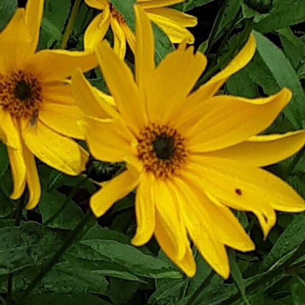 Helianthus × laetiflorus फूल