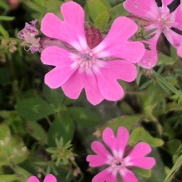 Silene pendula Flor