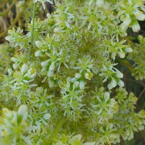 Sedum sediforme Lorea