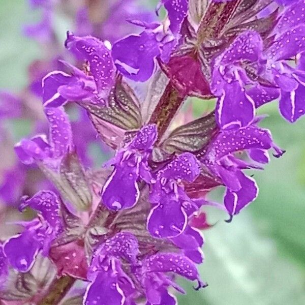 Salvia nemorosa Fleur