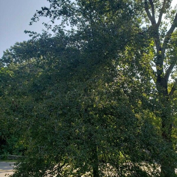 Crataegus pruinosa Habitus