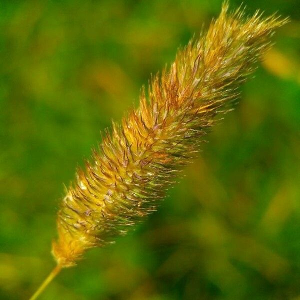 Phleum alpinum Lorea