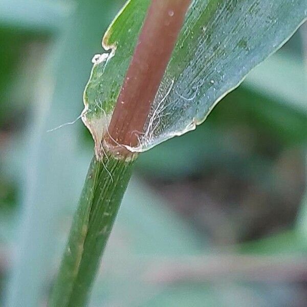 Setaria verticillata Casca