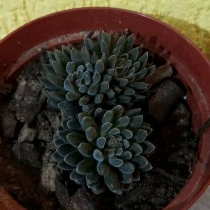 Sinocrassula yunnanensis List