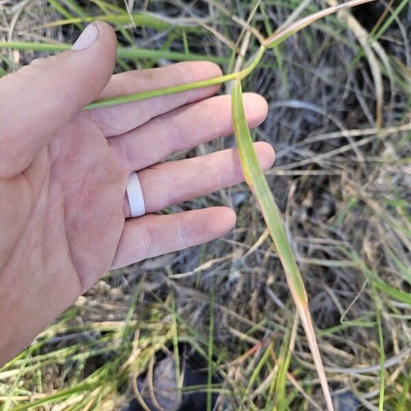 Capillipedium spicigerum Leaf