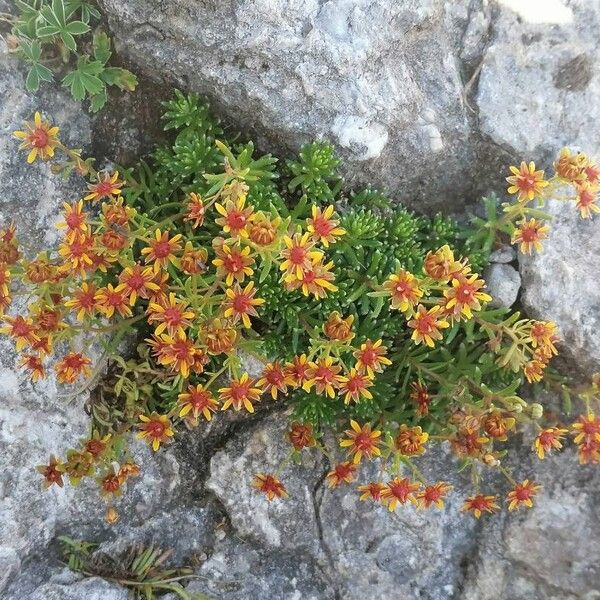 Saxifraga aizoides Staniste