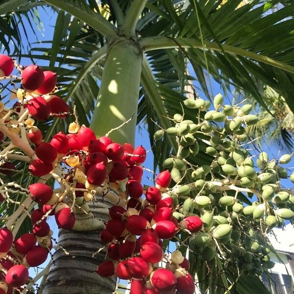 Phoenix dactylifera ഫലം