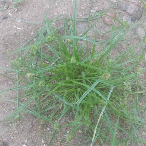 Cyperus brevifolius Агульны выгляд