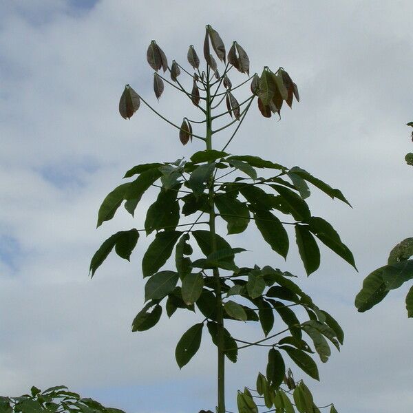 Hevea brasiliensis Лист