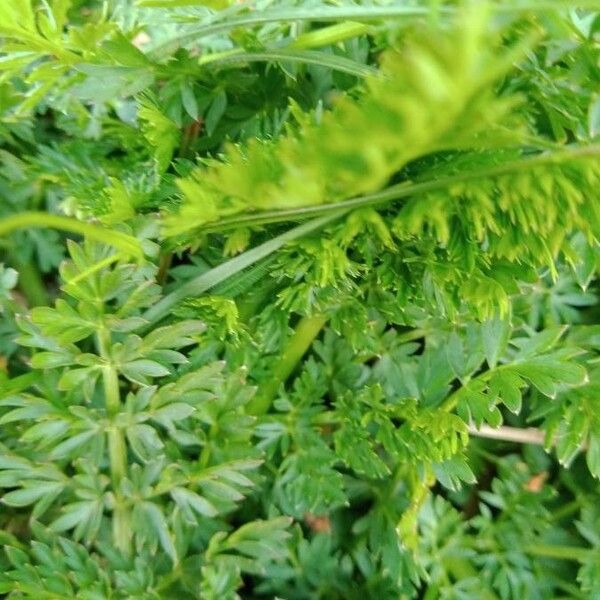 Daucus carota Lehti