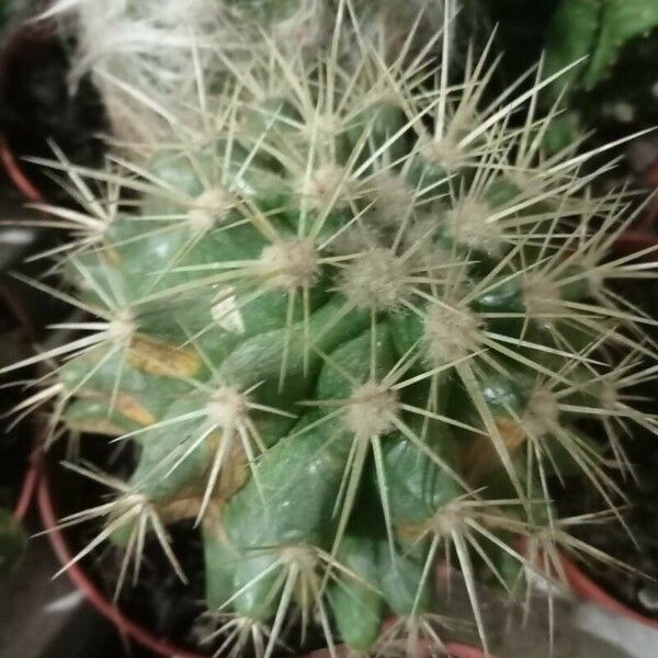 Echinocactus grusonii 葉