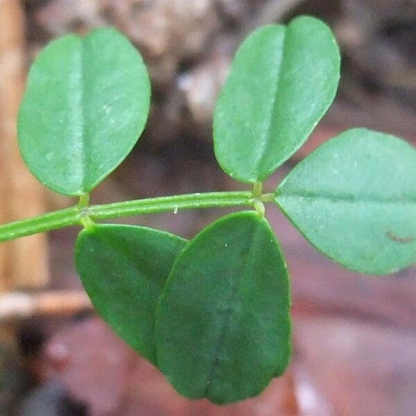 Coronilla vaginalis Leaf