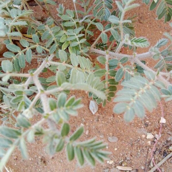 Tribulus terrestris Leaf