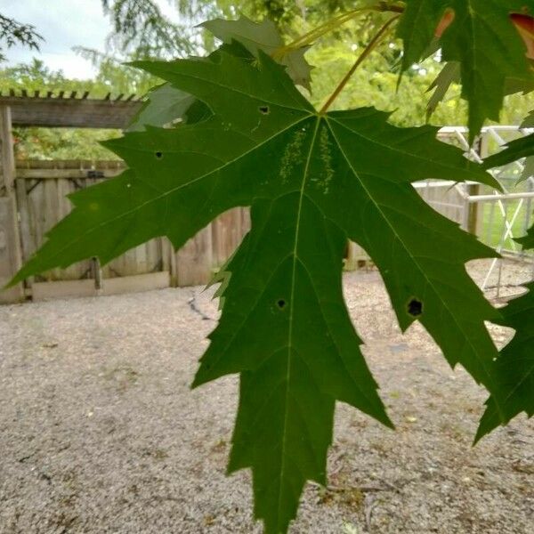 Acer saccharinum 葉