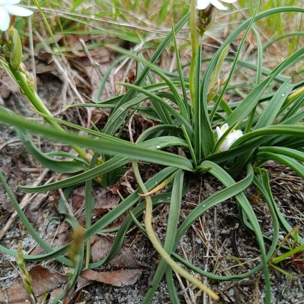 Simethis mattiazzii Leaf