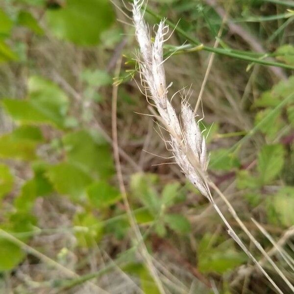 Bromus squarrosus Fruit