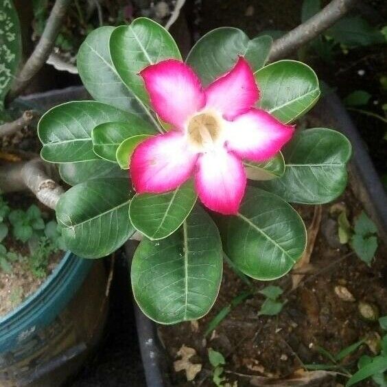 Adenium obesum Flower