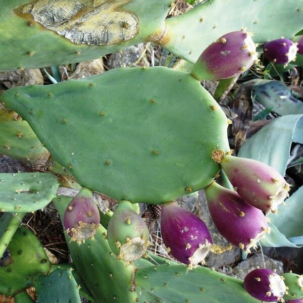 Opuntia stricta Lapas