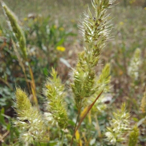 Trisetaria panicea Квітка