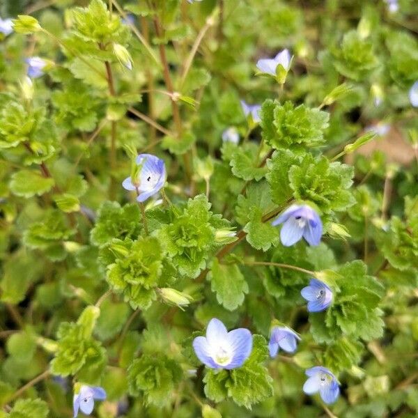 Veronica polita Blomst