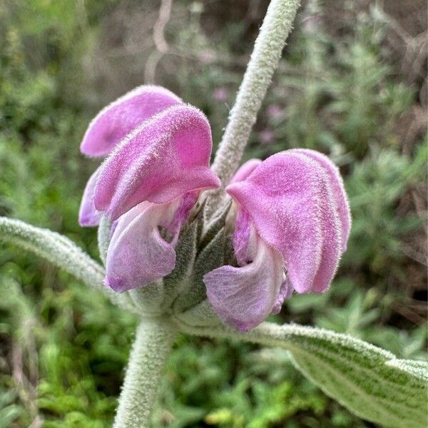 Phlomis purpurea Flower