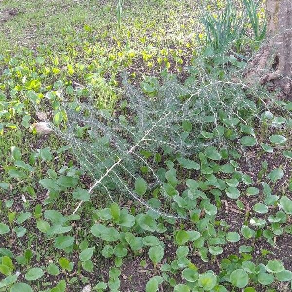 Asparagus albus Blatt