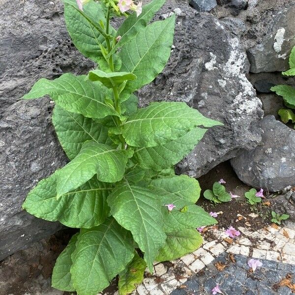 Nicotiana tabacum Habit