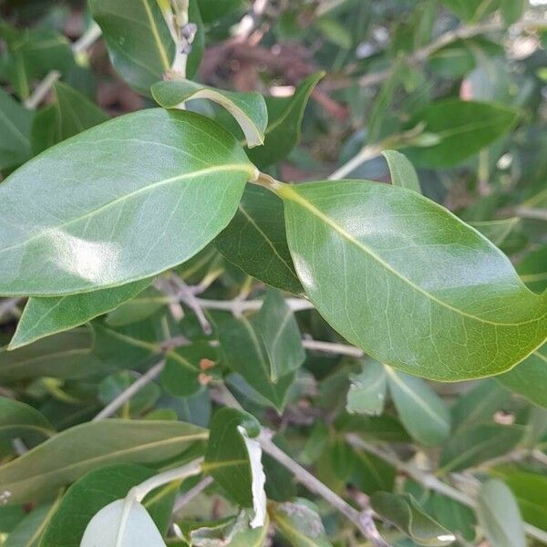 Avicennia marina 葉