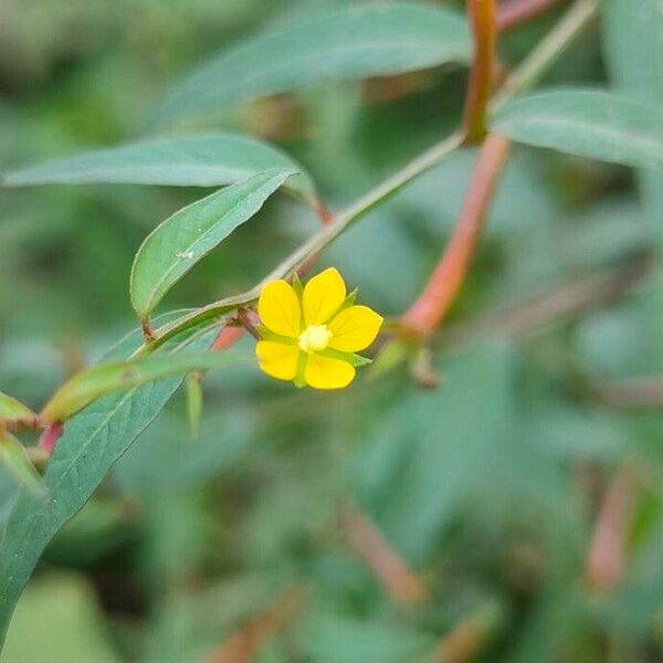 Ludwigia alternifolia ᱵᱟᱦᱟ