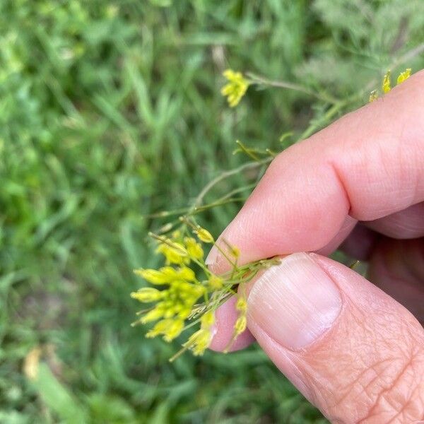 Descurainia sophia Flower