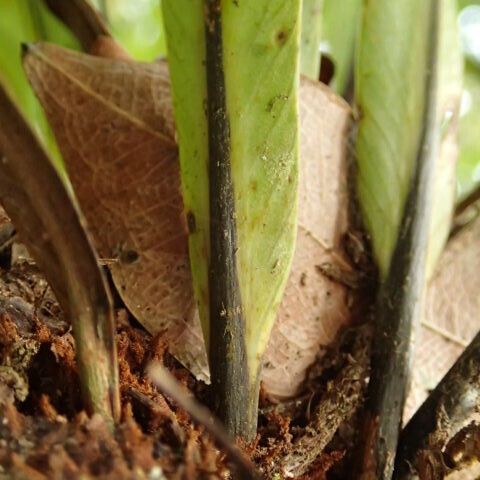 Asplenium africanum その他の提案