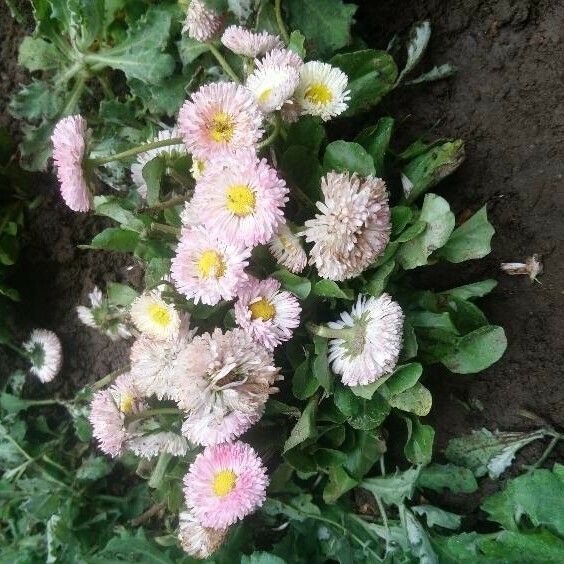 Bellis rotundifolia Flower