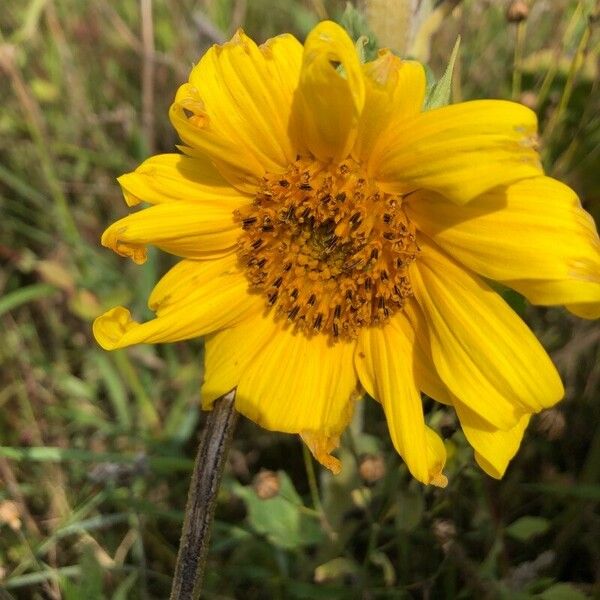 Helianthus mollis 花