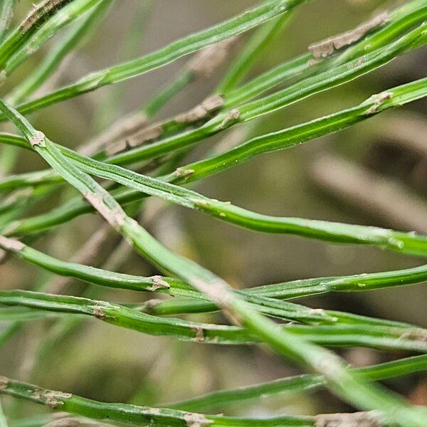 Equisetum palustre Folha