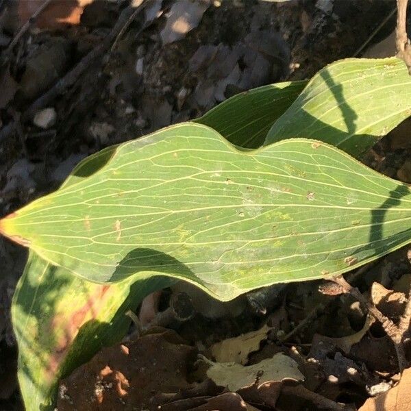 Bupleurum rigidum Leaf