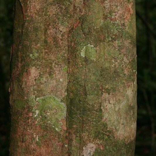 Posoqueria latifolia बार्क (छाल)