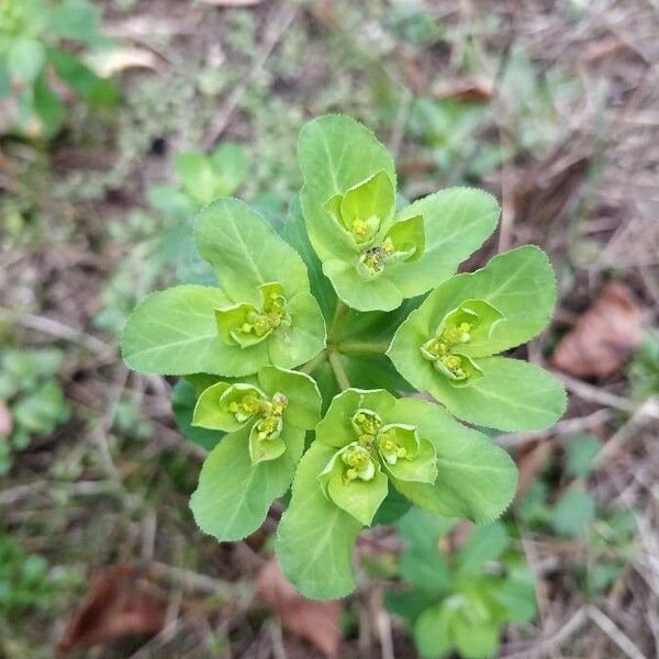 Euphorbia helioscopia Kvet