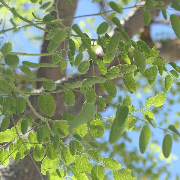 Moringa ovalifolia Leaf