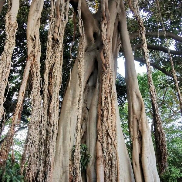 Ficus macrophylla Характер