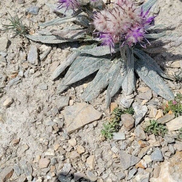 Saussurea alpina Hàbitat