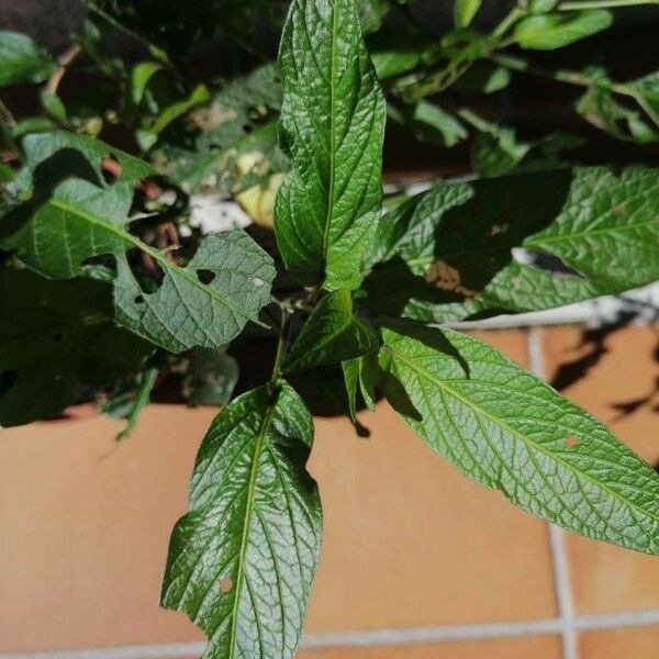 Solanum muricatum Leaf